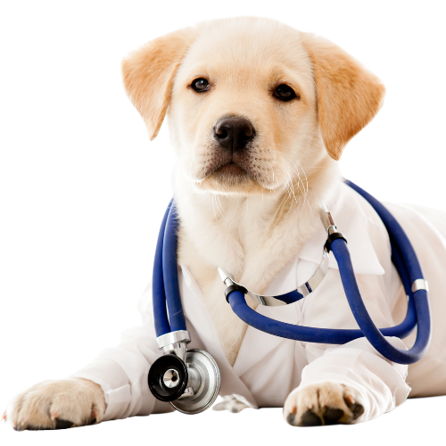 Edirne-Veteriner-kliniği